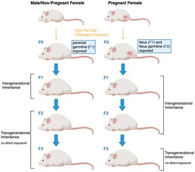 Childhood obesity from the genes to the epigenome